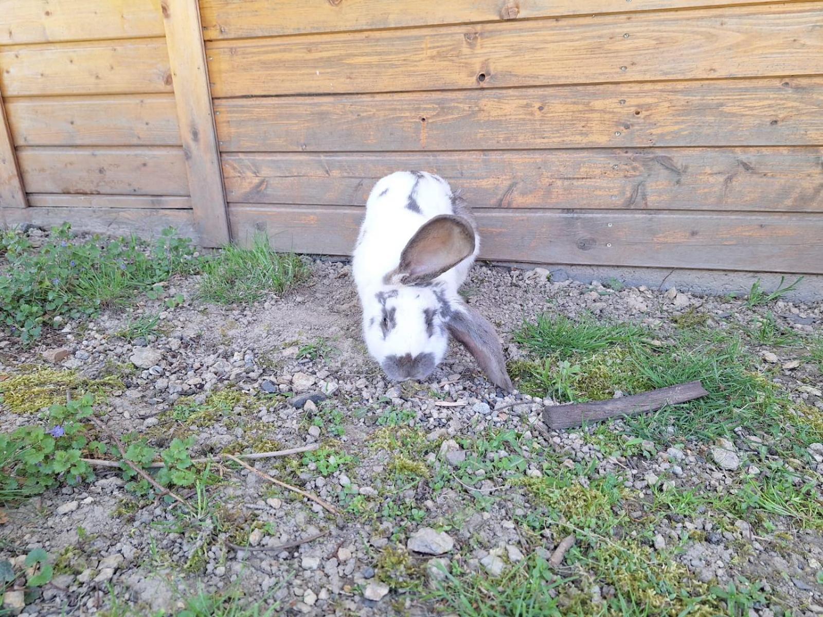 Camping, Zabierz Wlasny Namiot Kameralne Pole Namiotowe Z Basenem Kinem Plenerowym Miejscem Na Ognisko I Placem Zabaw Zywe Zwierzeta Agroturystyka Giebultow  Bagian luar foto
